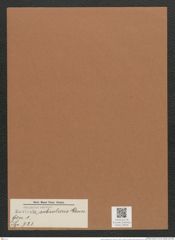 Navicula subsolaris Grun. (de-Toni-Nr.: Genus 1, Species 723) Zeichnungen Sammlung Grunow Mappe 00592 (Herbarium_W_Grunow_drawings_Folder_00592)